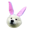 samoyed dog 13