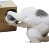 Meow — 18