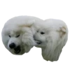 samoyed dog 15