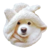 samoyed dog 16
