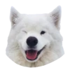samoyed dog 17