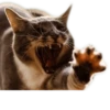 Meow — 19