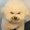 CriNgE AnimALs 17