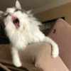 CriNgE AnimALs 18