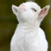 Derpy Animals — 18