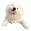 samoyed dog 18