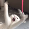 Meow — 20