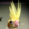 CriNgE AnimALs 19