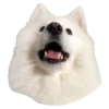 samoyed dog 20