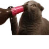 Meow — 21