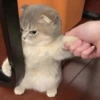CriNgE AnimALs 20