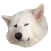 samoyed dog 21
