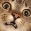 Derpy Animals — 22