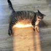 CriNgE AnimALs 21