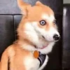 CriNgE AnimALs 22