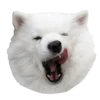 samoyed dog 22