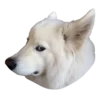 samoyed dog 23