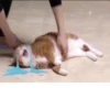 CriNgE AnimALs 23