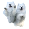 samoyed dog 24