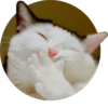 Cats — 26