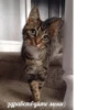 Meow — 24