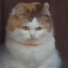 CriNgE AnimALs 25