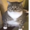 Kekes and Memes — 22