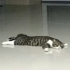 Meow — 26