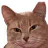 Meow — 27