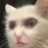 CriNgE AnimALs 26