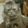 CriNgE AnimALs 27