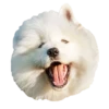 samoyed dog 26