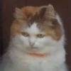 CriNgE AnimALs 29