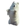 samoyed dog 27