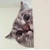 Meow — 29