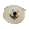samoyed dog 28