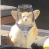 CriNgE AnimALs 30