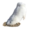 samoyed dog 30