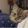 Meow — 30