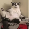 cats don't sleep 5