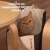 cats don't sleep 6