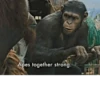Apes together strong.