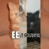 cats don't sleep 7