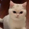 cats don't sleep 8