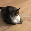 cats don't sleep 9