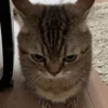 cats don't sleep 10