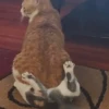 cats don't sleep 11