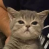 cats don't sleep 12