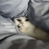 cats don't sleep 13