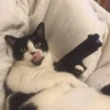 cats don't sleep 14